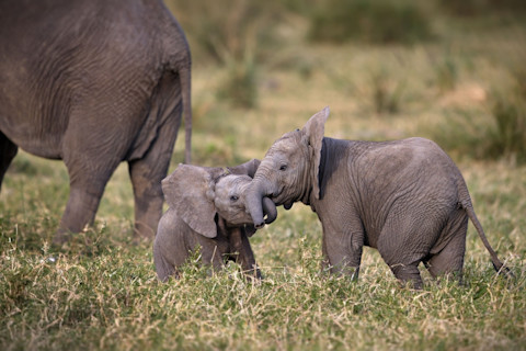 Baby elephants