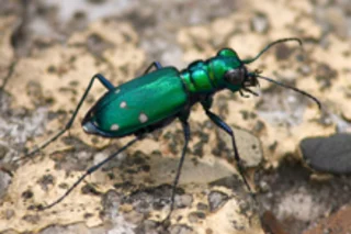 tiger-beetle220.jpg