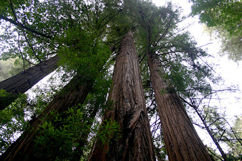 redwoods21.jpg