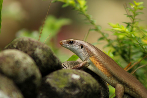 Mabuya skink
