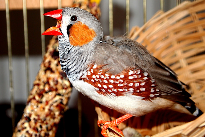 Are Birds Singing Innate Behavior: Unveiling Nature’s Secrets
