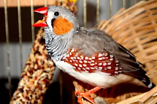 Zebra finch (Taeniopygia guttata) singing