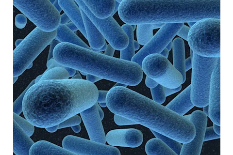 bacteria.jpg
