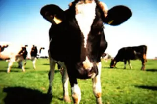 cow.jpg