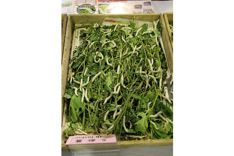 silkworms1.jpg