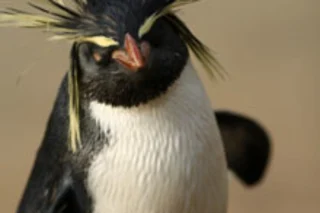 penguin.jpg