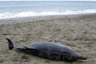 deaddolphin220.jpg