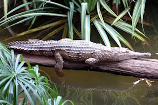 crocfreshwater425.jpg