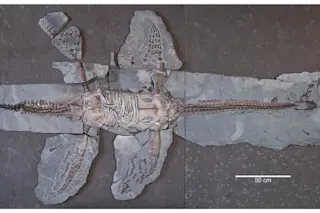 plesiosaur-fossil