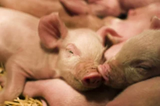 piglets220.jpg