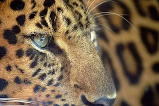 leopardeye425.jpg