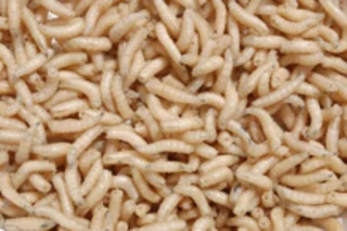 maggots.JPG