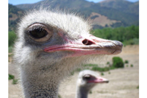 ostrich220.jpg