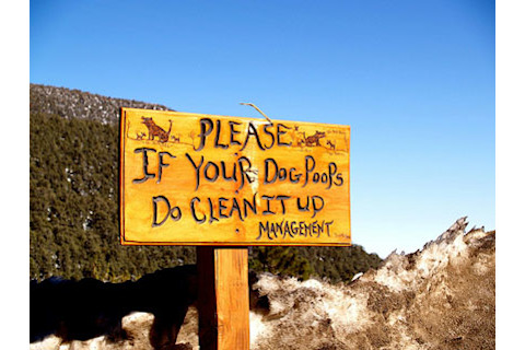 dog-poo425.jpg