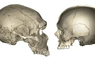 Left: computed tomographic (CT) scan of a Neanderthal fossil (La Ferrassie 1). Right: CT scan of a modern human.