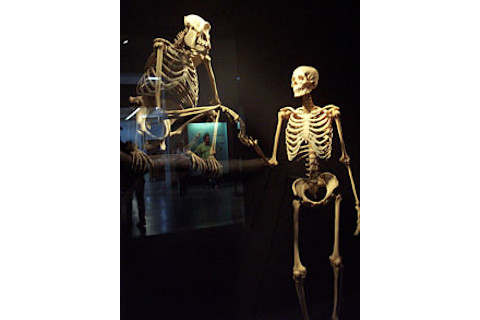 human-evolution.jpg