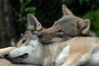 wolfweb.jpg