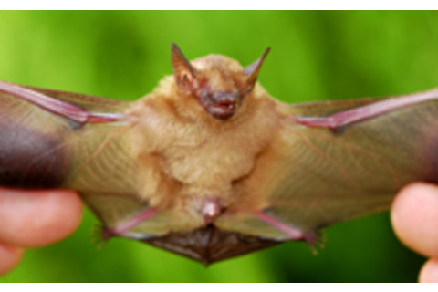 bat-littleyellow.jpg