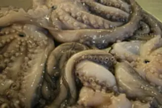 squidweb.jpg