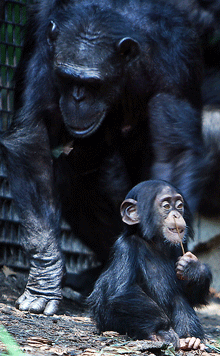 chimpanzee_mom_and_baby.gif