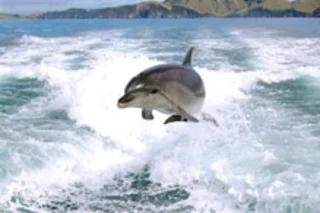 dolphin.jpg