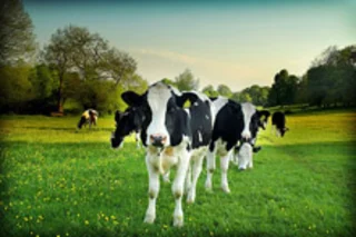 cow1.jpg