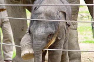 babyelephant.jpg