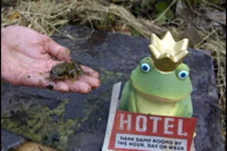 froghotel.jpg