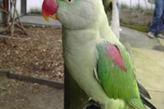 parrot.jpg