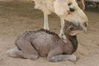 camel.jpg