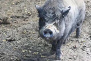 piggie2.jpg