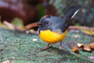 songbird.jpg