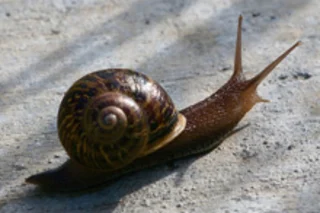 snail.jpg