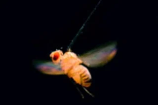 fly.jpg