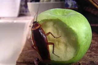 cockroachweb.jpg