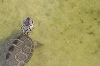 turtleweb.jpg