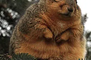 fattieweb.jpg