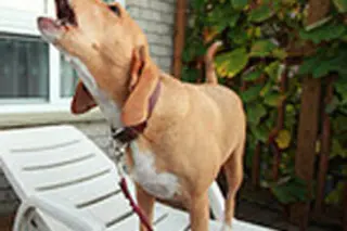 barkdogweb.jpg