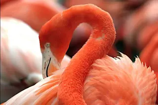 flamingo1.jpg