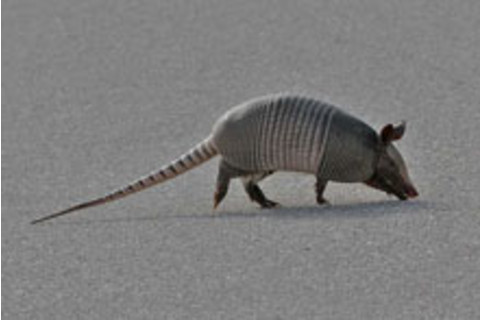 armadillo.jpg