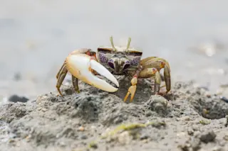 Male European fiddler crab