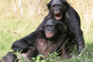 chimpanzees.jpg