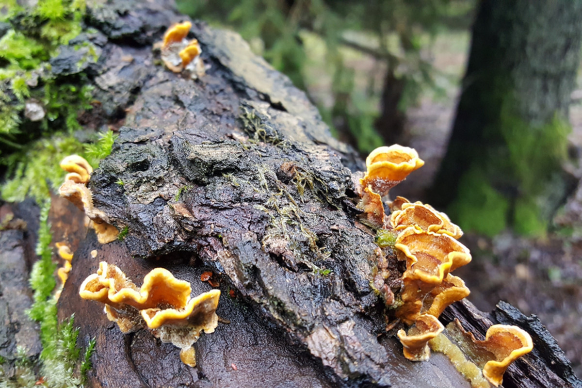 This Fungus May be the Most Bitter Natural Substance, but It's Not
