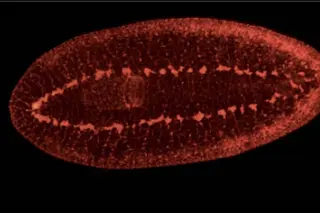 flatworm.jpg