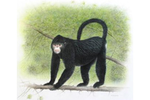 snub-nosed-2.jpg