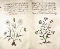 Arabic_herbal_medicine_guid.gif