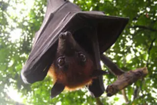 fruit-bat.jpg