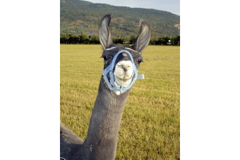 llama-225x300.jpg