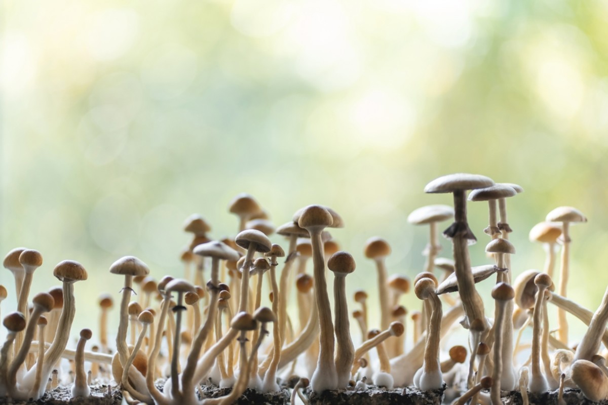 Psilocybin Use Increases in the U.S. for Those with Chronic and Mental Health Conditions