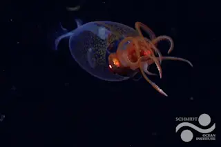 Colossal-Squid
